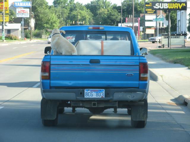 Dog in bed of moron's truck