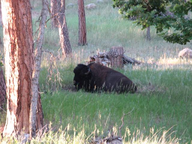 Black Hills National Forest buffalo