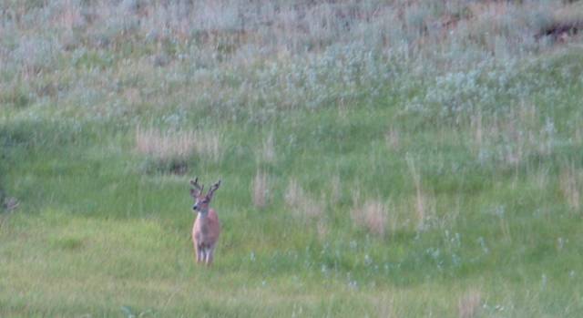 Black Hills National Forest deer