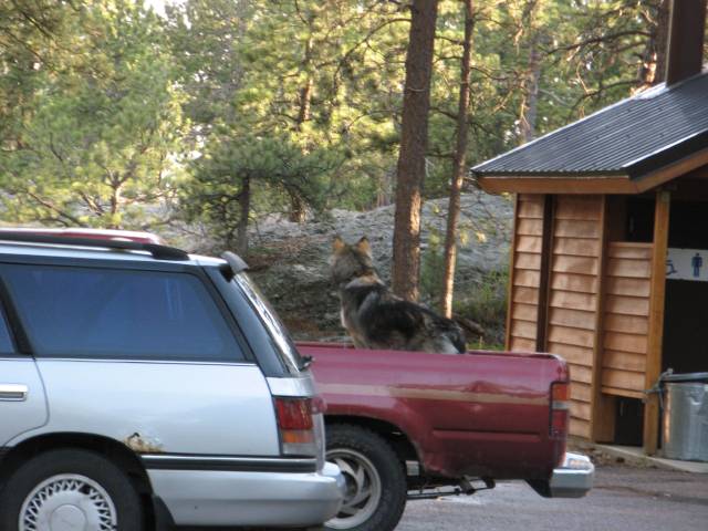 Black Hills National Forest dog