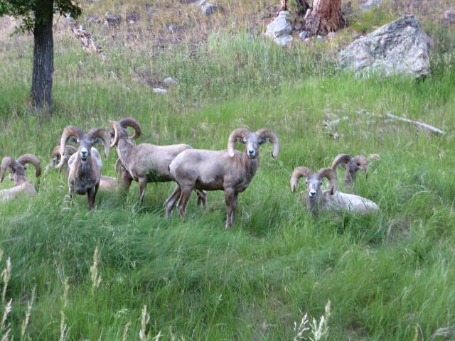 Black Hills National Forest elk