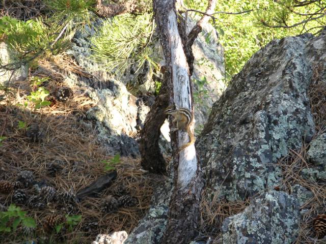 Black Hills National Forest squirrel