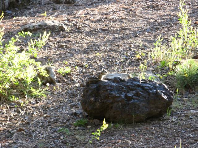 Black Hills National Forest squirrel on rock