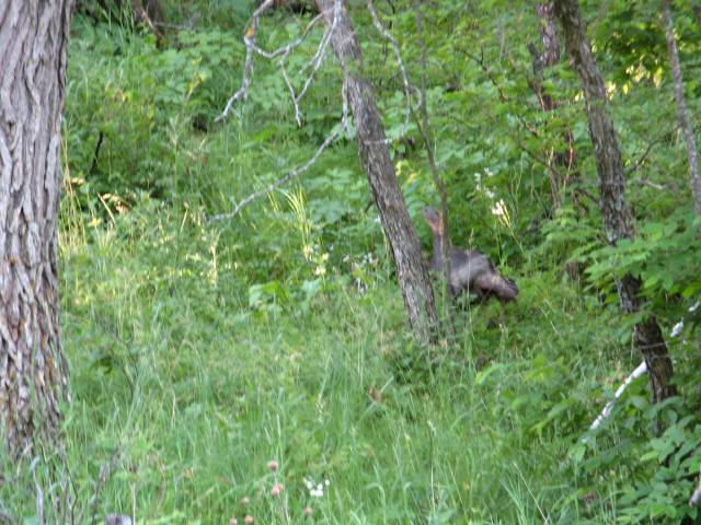 Black Hills National Forest turkey