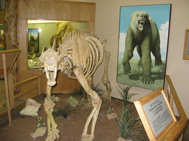 Skeleton of a giant short-faced black bear