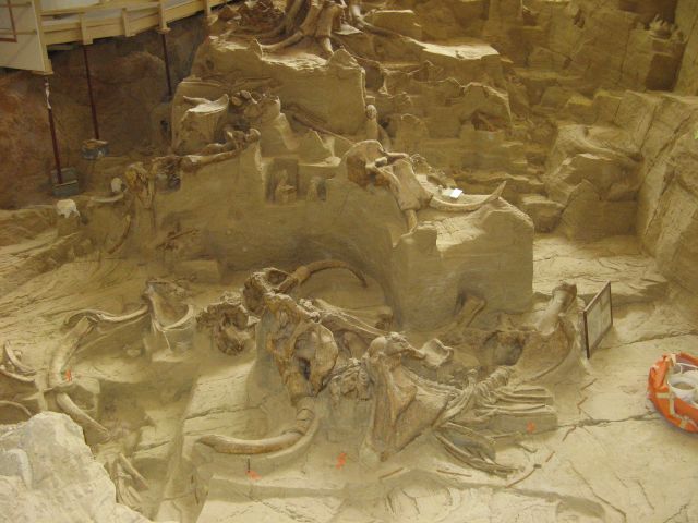 Mammoth fossils