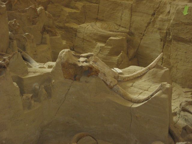 Mammoth fossils