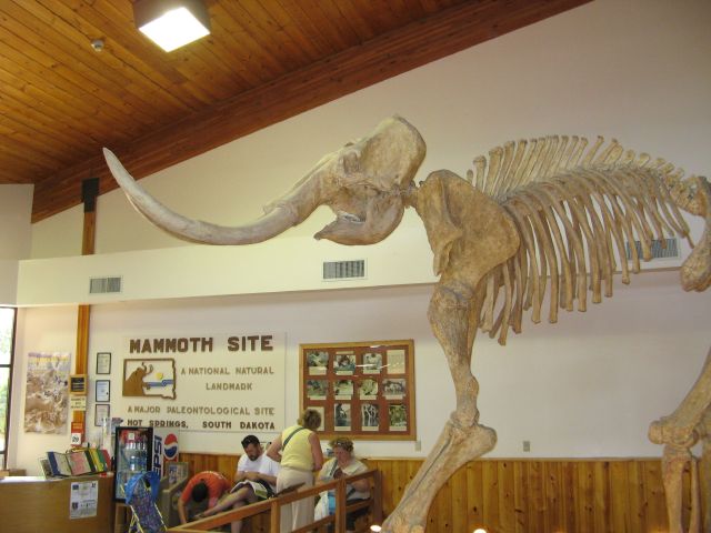 Mammoth skeleton