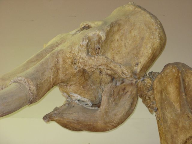 Mammoth skeleton