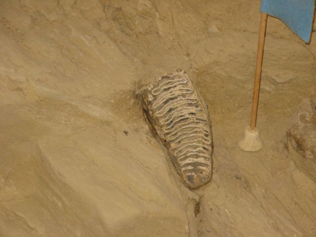 Mammoth tooth