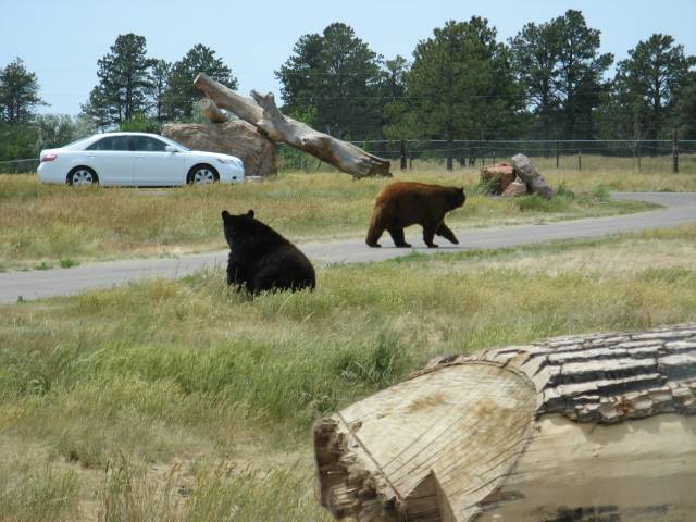 2 bears ahead!