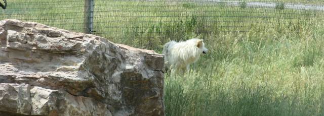 Arctic wolf