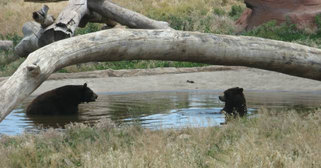 Bears in water