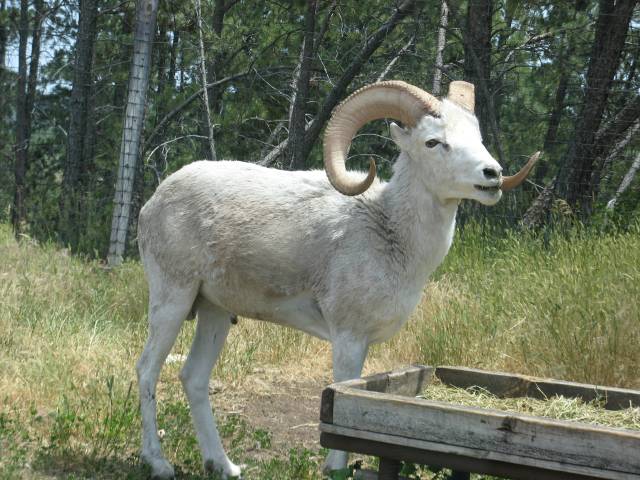 Big-horned sheep