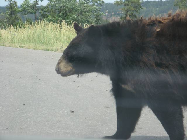 Black bears