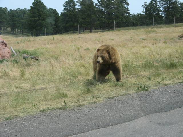 Brown bears