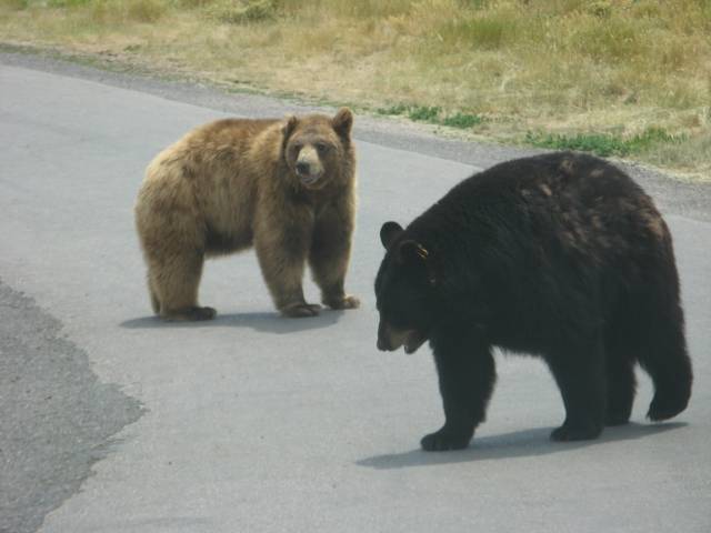 Black and brown bears