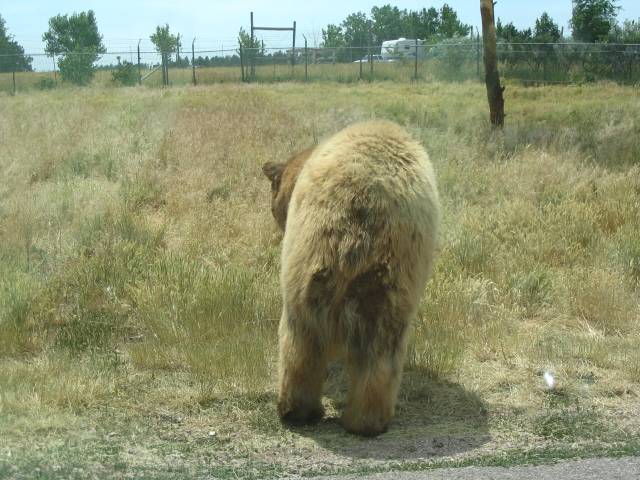 Bear butt