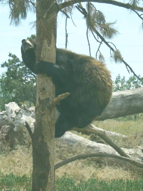 Bear climbing