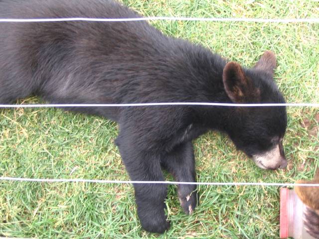 Bear cub sleeping