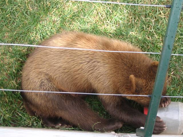 Bear cub chewing on plastic container