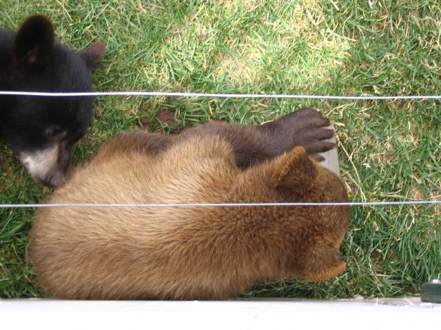 Bear cub chewing on plastic container