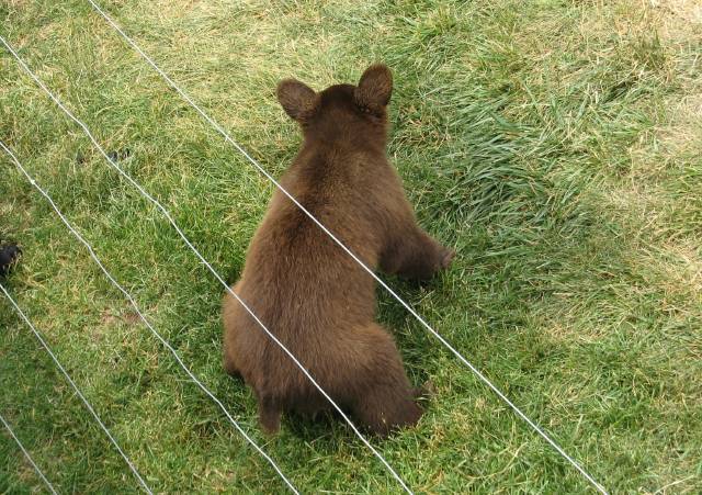 Bear cub peeing