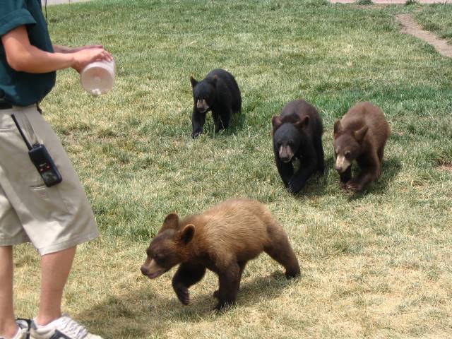 4 little bear cubs