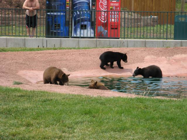 Bear cubs swimming