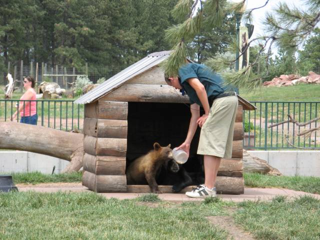 Trainer waking cubs