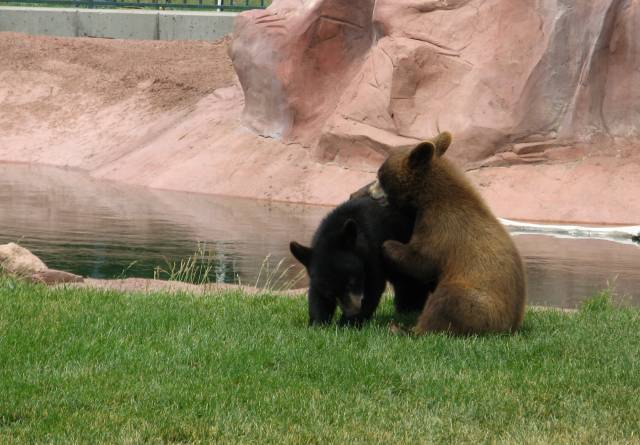 Bear cubs wrestling