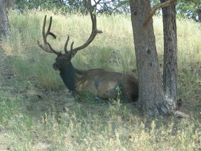 Solo elk