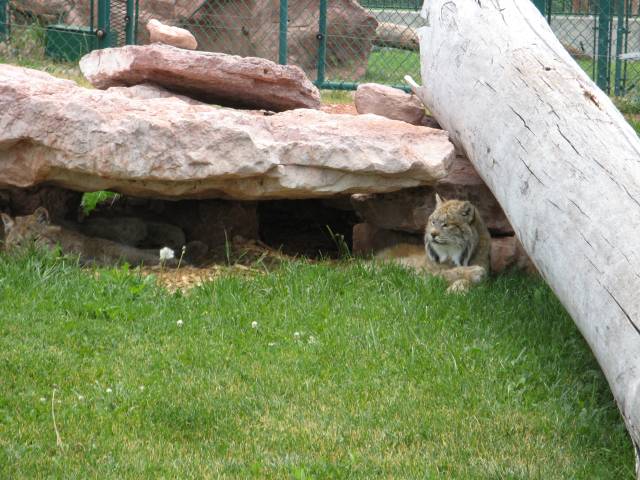 Canadian lynx