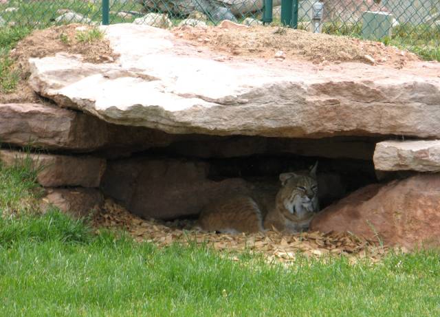 Canadian lynx