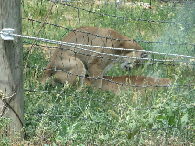 Mountain lions mating