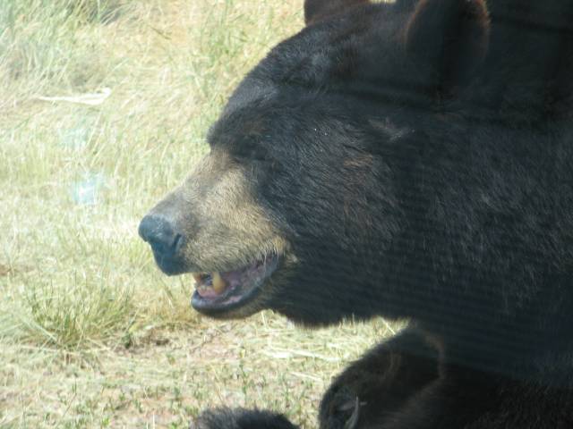 Bear by the car