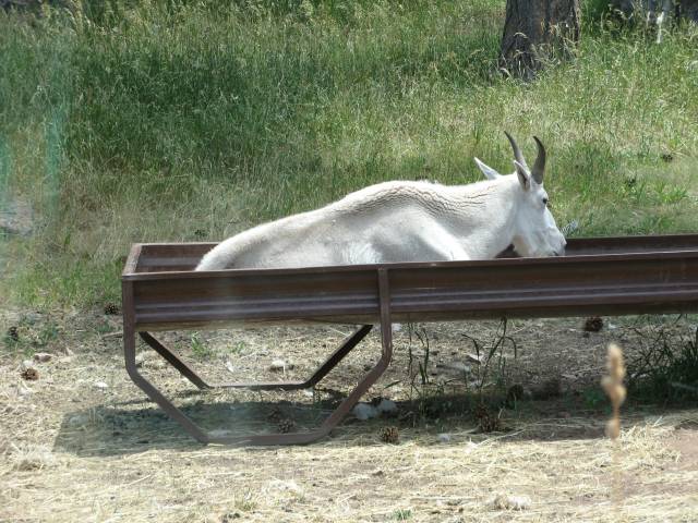 Rocky mountain goat