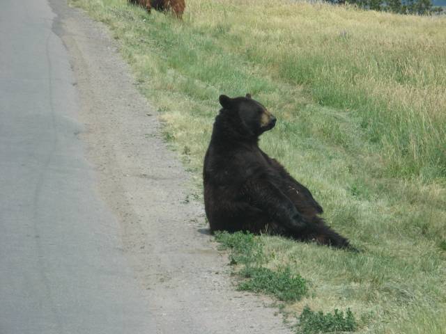 Bears sitting