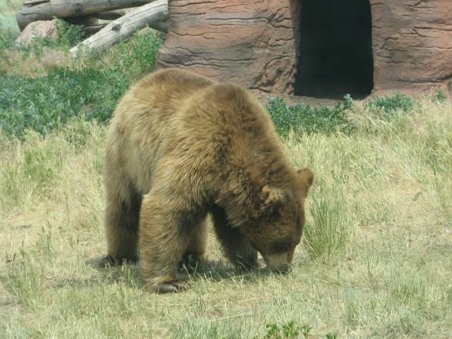 Bear sniffing