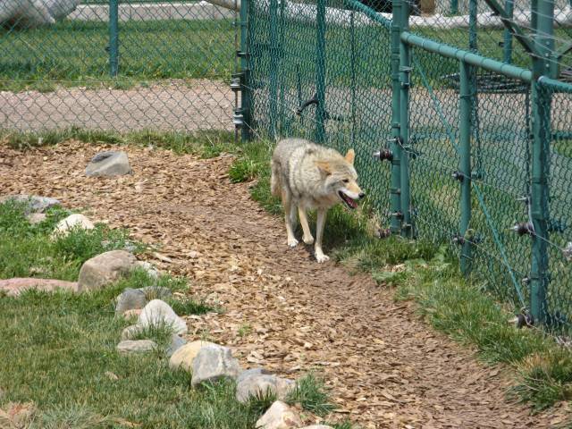 Timber wolf