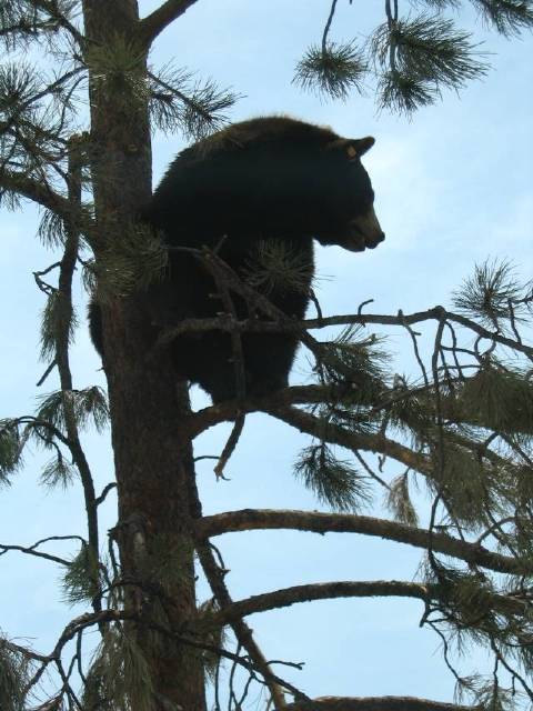 Bear in tree