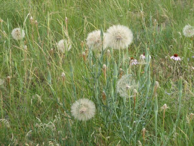 Little Bighorn Battlefield dandelions