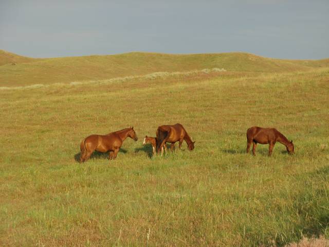 Horses at Little Bighorn Battlefield